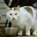 Katze Barfen: Die artgerechteste Fütterung für unsere Vierbeiner